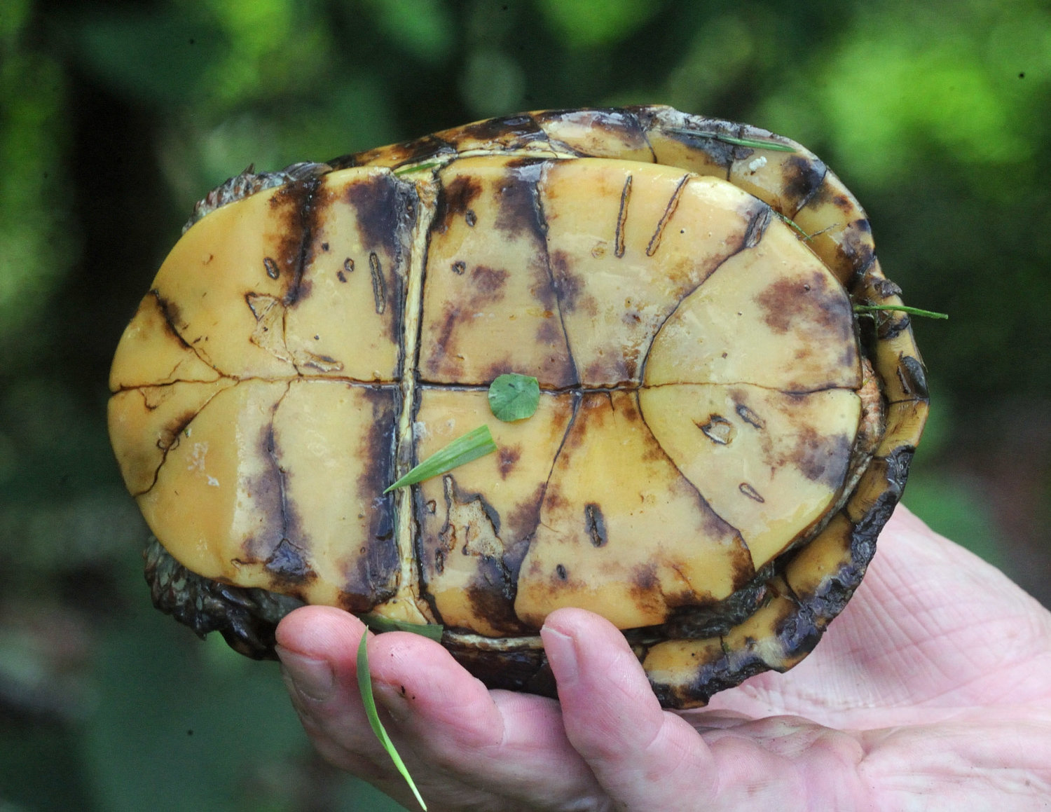 This turtle is probably an older animal with a few chips and wear marks on both top and bottom. The annular rings on the scutes of the carapace are normally a good way to age this species, but on this turtle, they were worn smooth. Shown here, where the blade of grass is stuck to the plastron, is the hinge that enables the turtle to protect its head and forelegs.